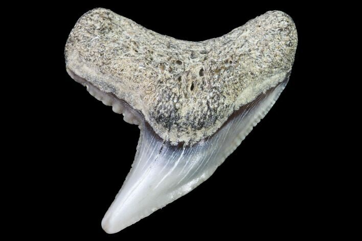 Colorful Fossil Tiger Shark (Galeocerdo) Tooth - Virginia #91846